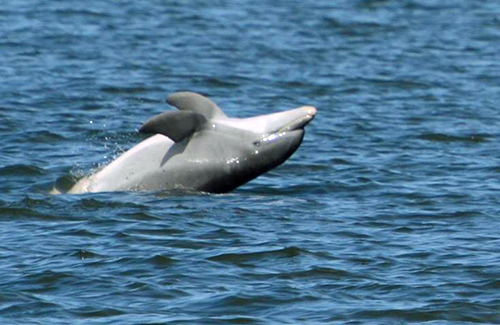дельфины острова амелия флорида туризм