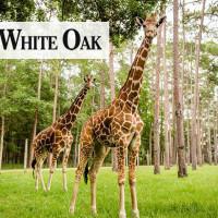 white oak conservation