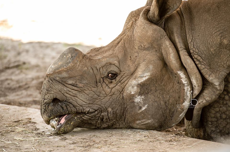 белый дуб сохранения носорога